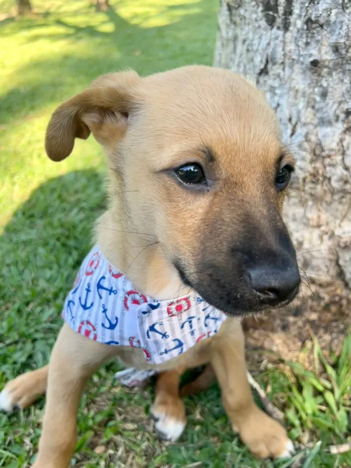Cachorro ra a SRD-ViraLata idade 2 a 6 meses nome Farofa