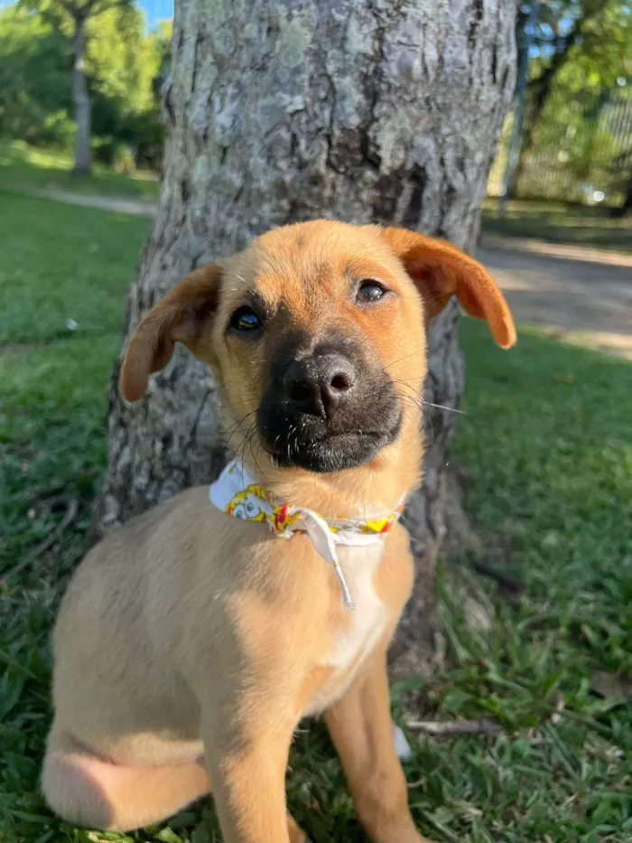 Cachorro ra a SRD-ViraLata idade 2 a 6 meses nome Farofa