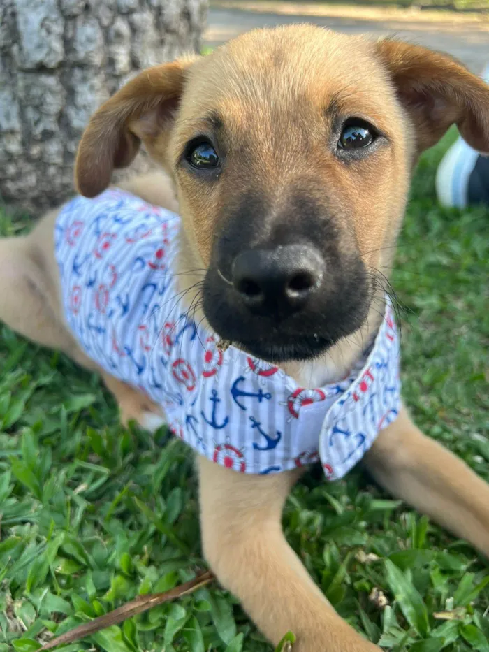 Cachorro ra a SRD-ViraLata idade 2 a 6 meses nome Farofa