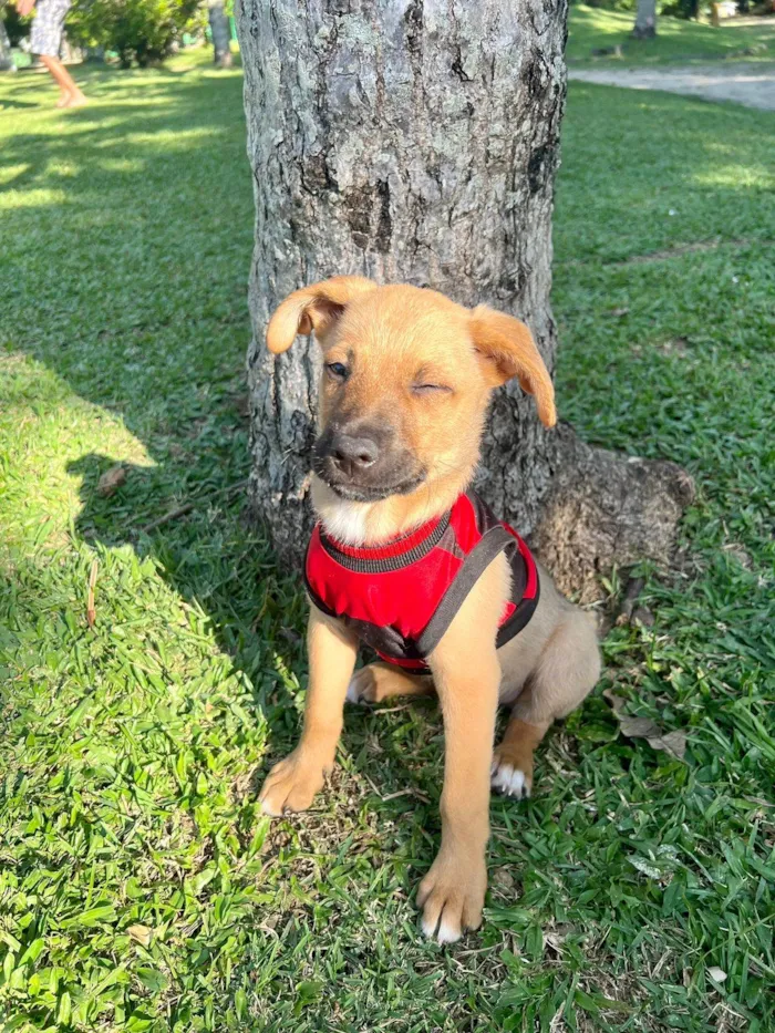 Cachorro ra a SRD-ViraLata idade 2 a 6 meses nome Farofa