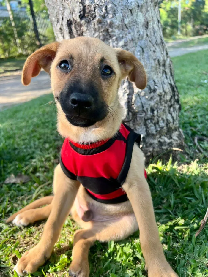 Cachorro ra a SRD-ViraLata idade 2 a 6 meses nome Farofa