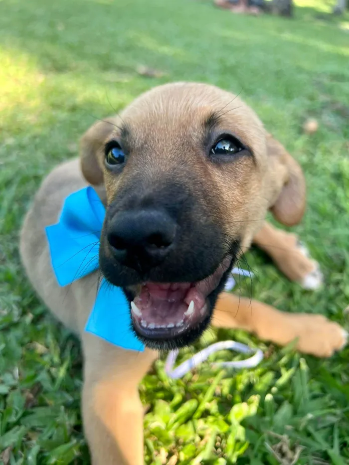 Cachorro ra a SRD-ViraLata idade 2 a 6 meses nome Farofa