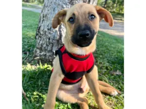 Cachorro raça SRD-ViraLata idade 2 a 6 meses nome Farofa