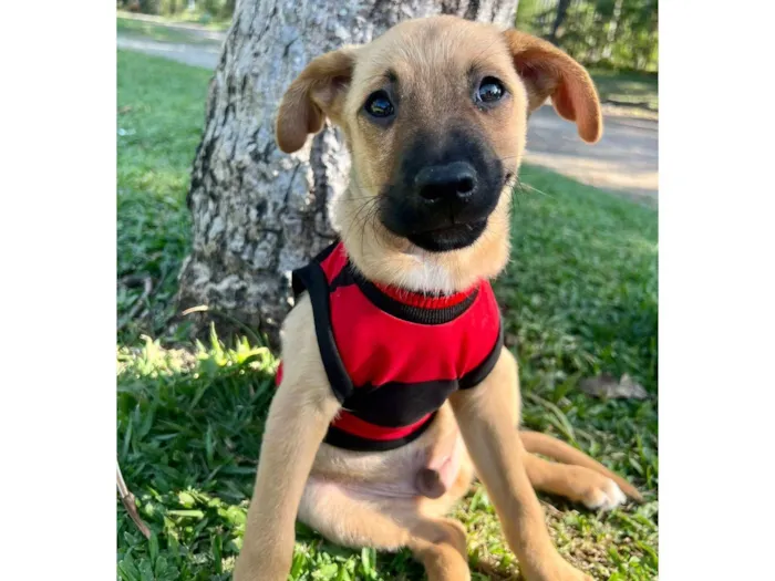 Cachorro ra a SRD-ViraLata idade 2 a 6 meses nome Farofa