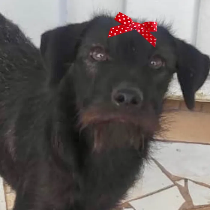 Cachorro ra a Mestica  idade 1 ano nome Rubi 