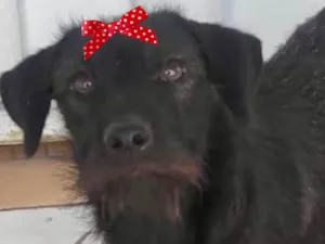 Cachorro raça Mestica  idade 1 ano nome Rubi 