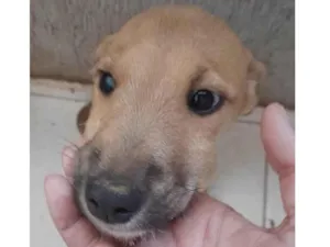 Cachorro raça Mestico  idade 2 a 6 meses nome Dino 