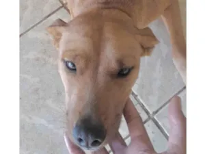 Cachorro raça Mestico  idade 2 a 6 meses nome Pluto 