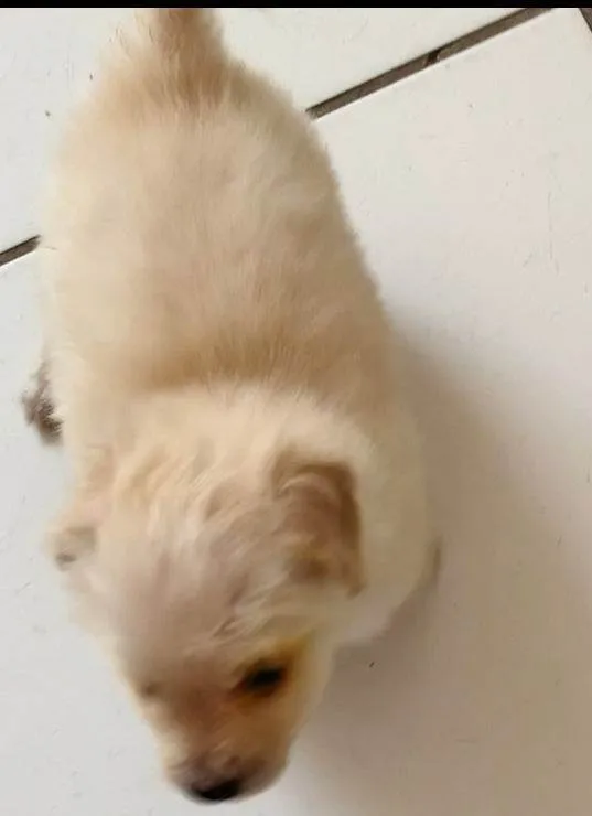 Cachorro raça SRD-ViraLata idade 2 a 6 meses nome BENTINHO