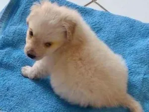 Cachorro raça SRD-ViraLata idade 2 a 6 meses nome BENTINHO
