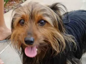 Cachorro raça Yorkshire idade 4 anos nome YORK