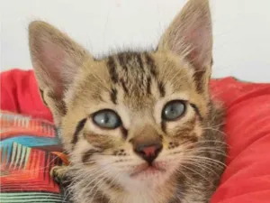 Gato raça SRD-ViraLata idade 2 a 6 meses nome TIGRINHO
