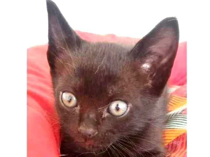 Gato raça SRD-ViraLata idade 2 a 6 meses nome NEGRINHO