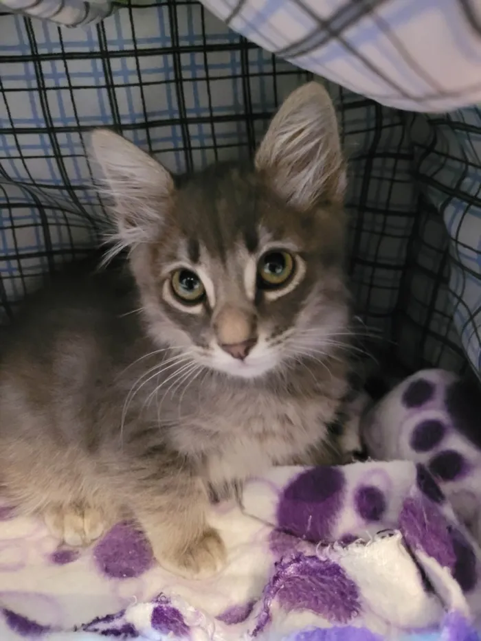 Gato raça SRD idade 2 a 6 meses nome Lionel