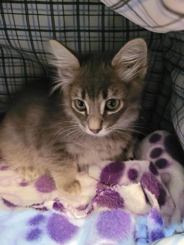 Gato raça SRD idade 2 a 6 meses nome Lionel