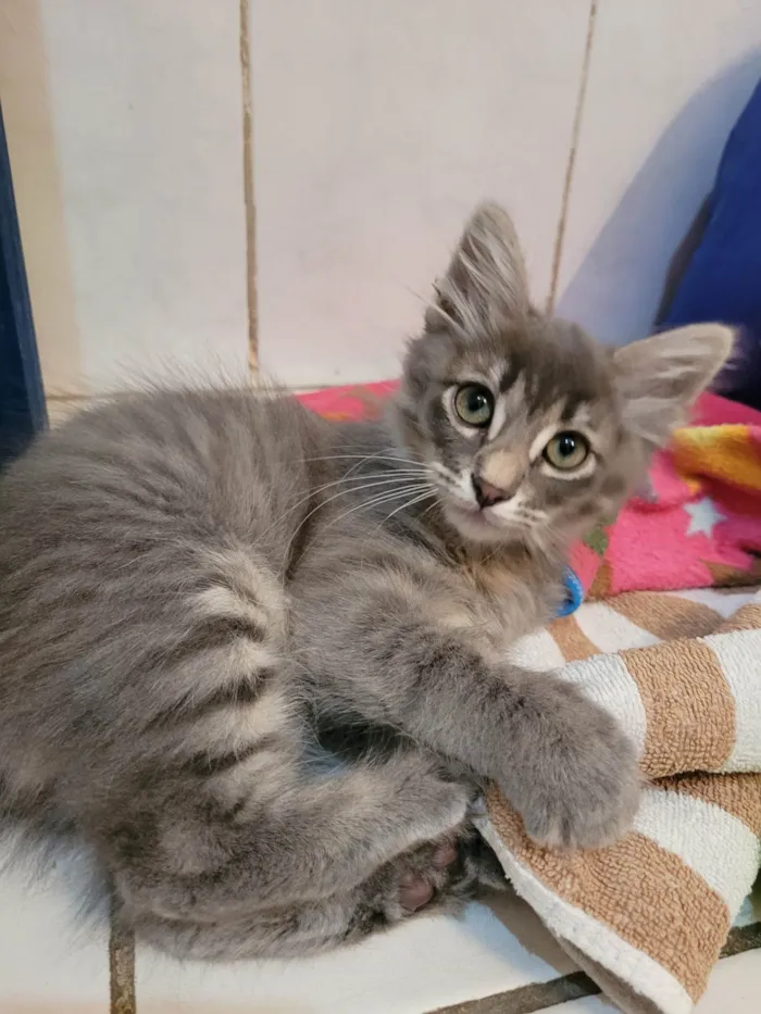 Gato raça SRD idade 2 a 6 meses nome Lionel