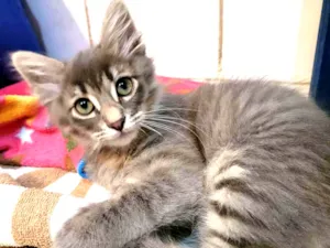 Gato raça SRD idade 2 a 6 meses nome Lionel