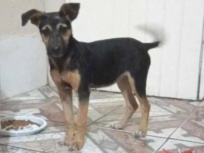 Cachorro raça Vira lata  idade  nome Cristal 