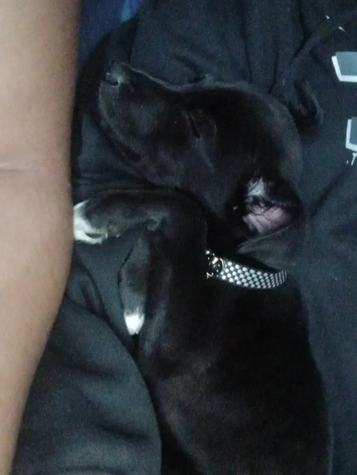 Cachorro ra a SRD-ViraLata idade 7 a 11 meses nome Mell