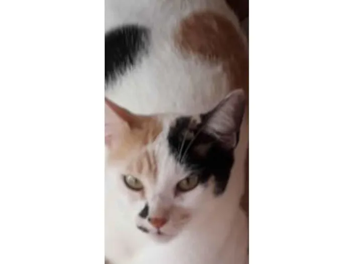 Gato ra a 50% Angorá  idade 2 anos nome Isa