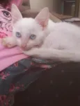 Mingau