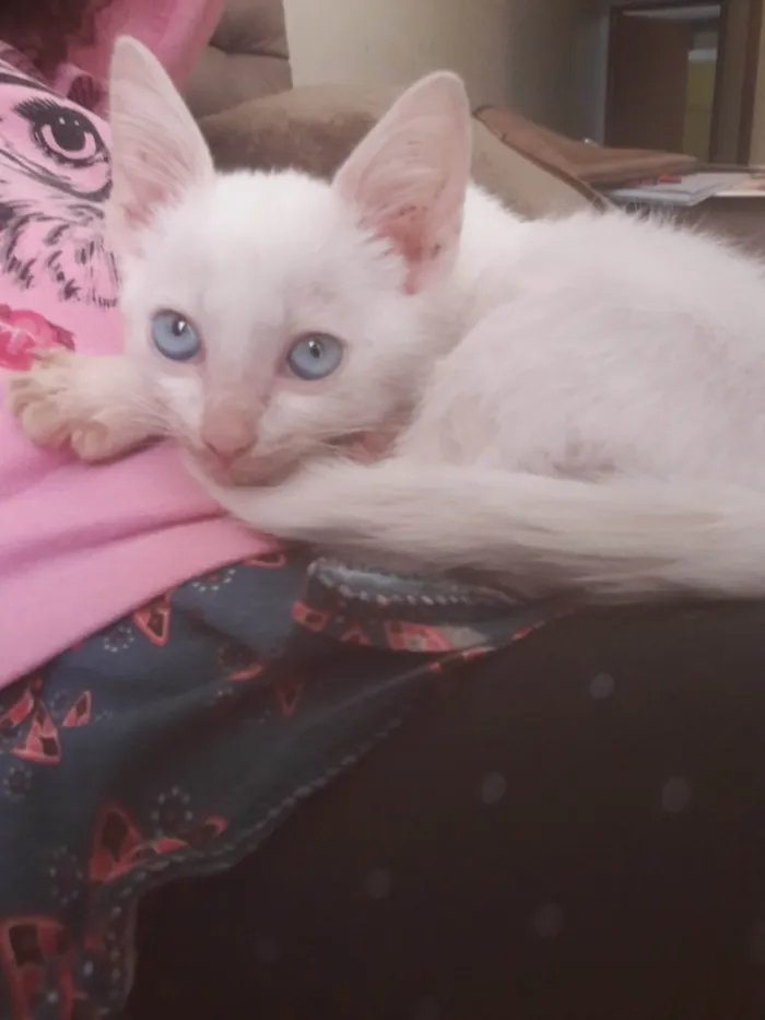 Gato ra a SRD-ViraLata idade 2 a 6 meses nome Mingau