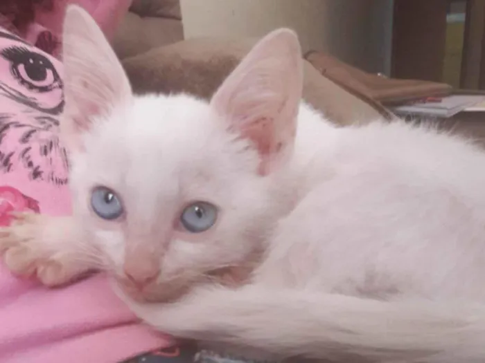 Gato ra a SRD-ViraLata idade 2 a 6 meses nome Mingau