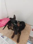 Tico e Teco