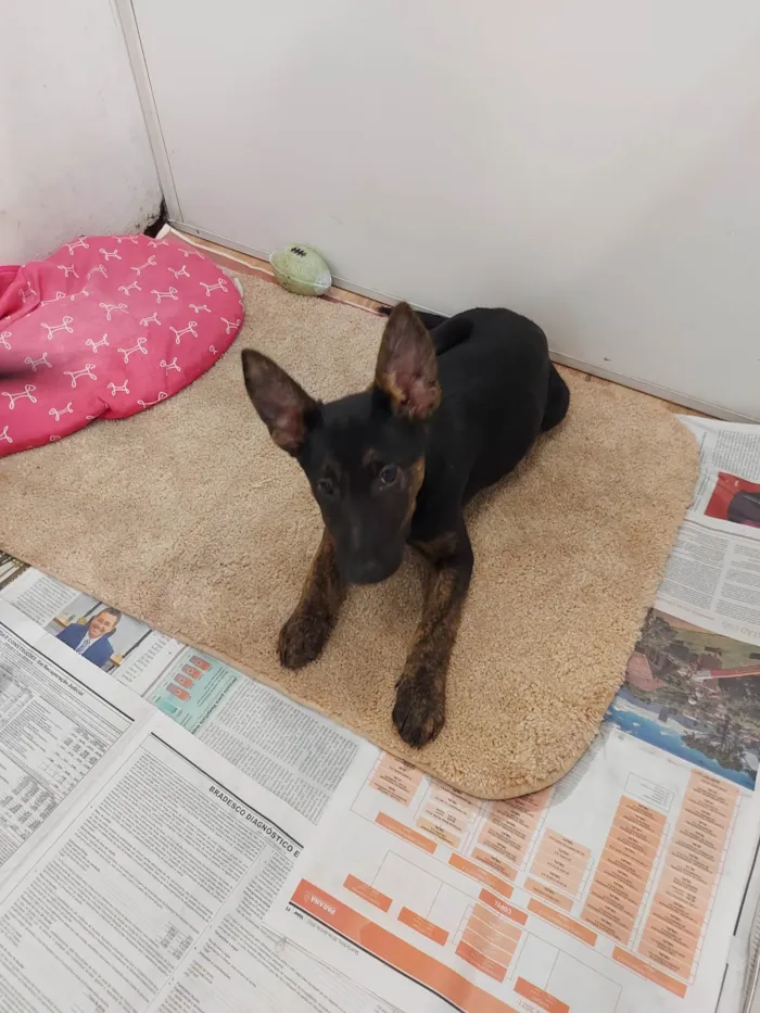 Cachorro ra a Srd idade 2 a 6 meses nome Tico e Teco 