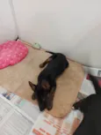 Tico e Teco