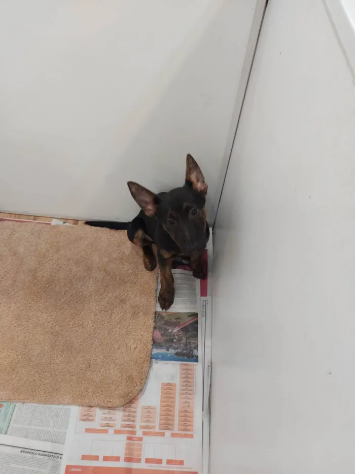 Cachorro ra a Srd idade 2 a 6 meses nome Tico e Teco 
