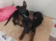 Tico e Teco