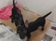 Tico e Teco