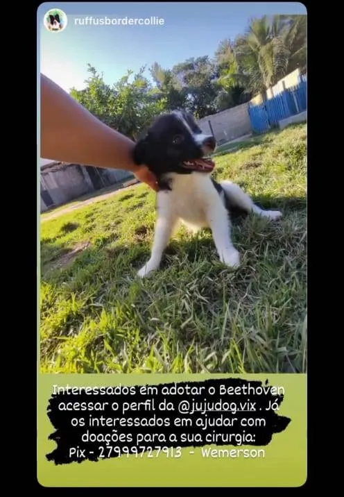 Cachorro ra a SRD-ViraLata idade 2 a 6 meses nome Beethoven