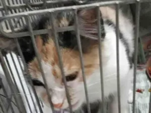 Gato raça SRD-ViraLata idade Abaixo de 2 meses nome PEDRITA