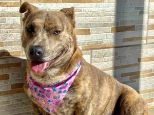 Cachorro raça Mestica de Pit Bull idade 1 ano nome PITY