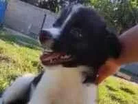 Cachorro raça SRD-ViraLata idade 2 a 6 meses nome Beethoven