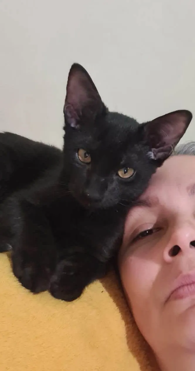 Gato ra a Nego idade 2 a 6 meses nome Pretinho