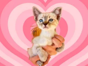 Gato raça SRD-ViraLata idade 2 a 6 meses nome Paris bb2meses linda 