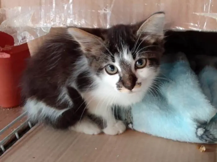 Gato raça Srd idade Abaixo de 2 meses nome Cindy