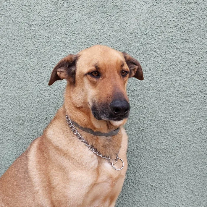 Cachorro ra a Pastor Malinois idade 5 anos nome Ruffus