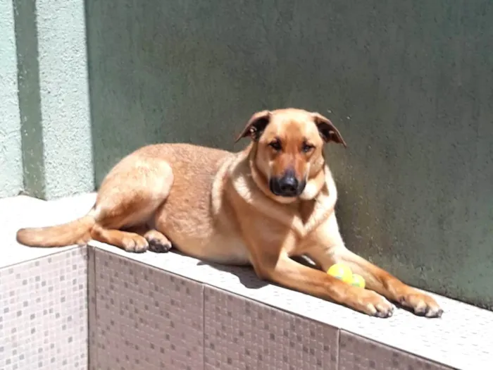 Cachorro ra a Pastor Malinois idade 5 anos nome Ruffus