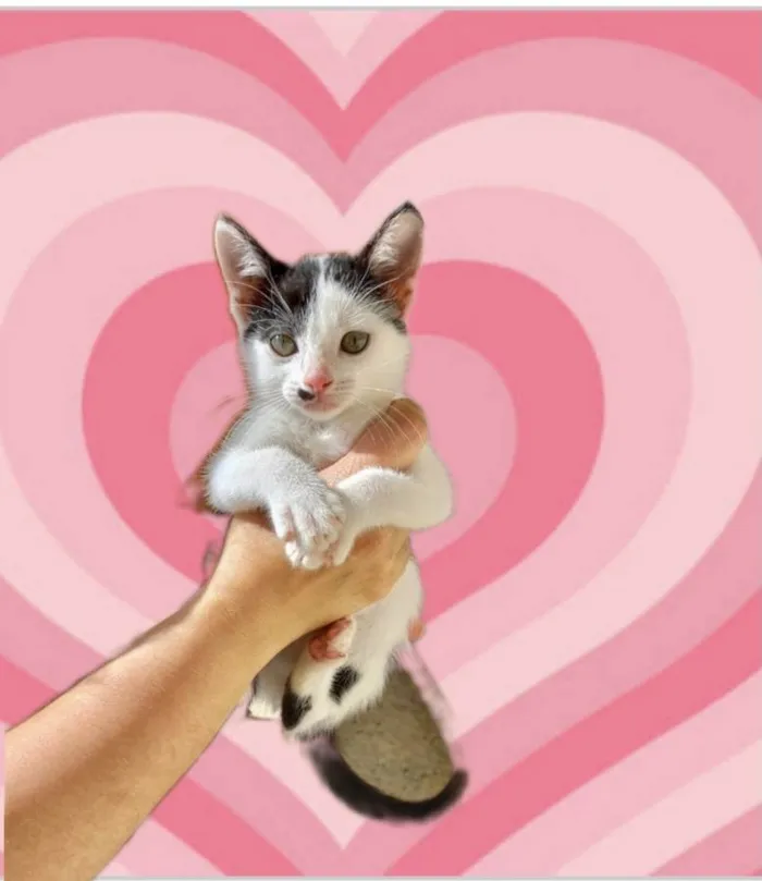 Gato raça SRD-ViraLata idade 2 a 6 meses nome Tonton bb2meses lindo 