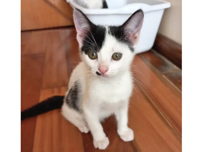 Gato raça SRD-ViraLata idade 2 a 6 meses nome Tonton bb2meses lindo 