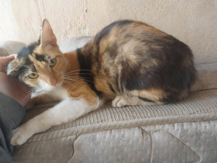 Gato raça Srd idade 7 a 11 meses nome Molly