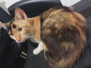 Gato raça Srd idade 7 a 11 meses nome Molly