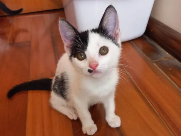 Gato raça SRD-ViraLata idade 2 a 6 meses nome Tonton bb2meses lindo 