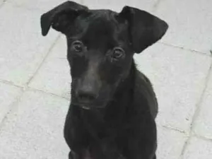 Cachorro raça SRD-ViraLata idade 2 a 6 meses nome Faísca