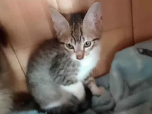 Gato raça Srd idade Abaixo de 2 meses nome Paçoca