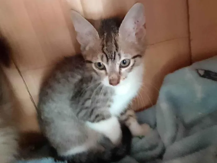Gato raça Srd idade Abaixo de 2 meses nome Paçoca